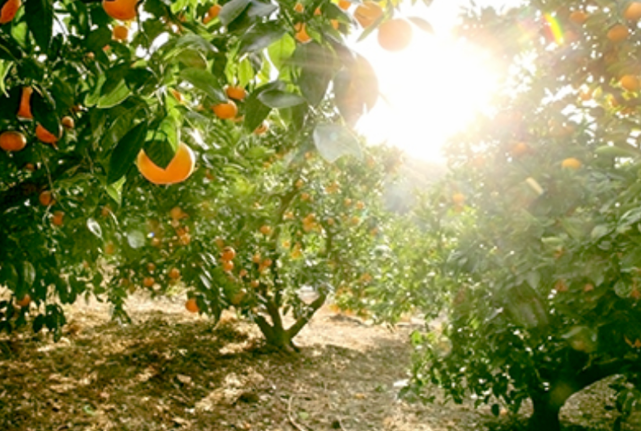 三ヶ日町農業協同組合 長坂 様